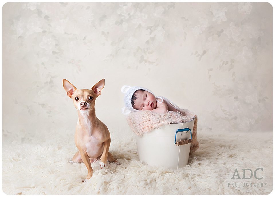 newborn photography session with a dog